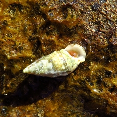 Cerithium