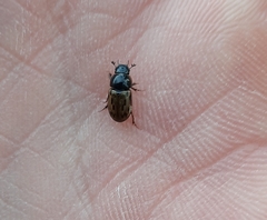 Chilothorax distinctus