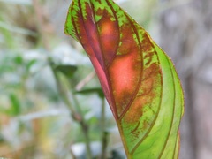 Columnea dimidiata