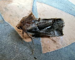 Chrysodeixis subsidens