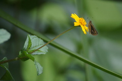 Vehilius stictomenes