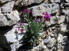 Matthiola incana
