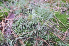 Cladonia furcata