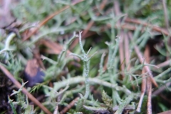 Cladonia furcata