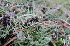 Cladonia furcata
