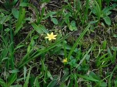 Hypoxis decumbens