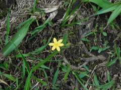 Hypoxis decumbens