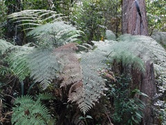 Lophosoria quadripinnata