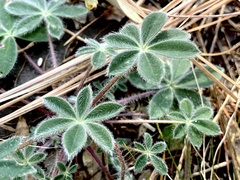 Lupinus huachucanus