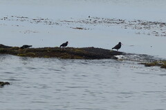 Haematopus leucopodus