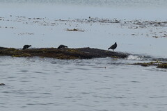 Haematopus leucopodus