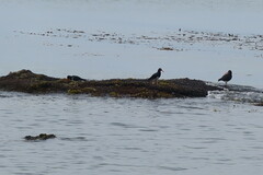 Haematopus leucopodus