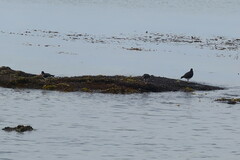 Haematopus leucopodus