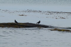 Haematopus leucopodus