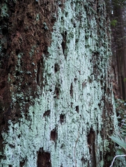 Lepraria finkii
