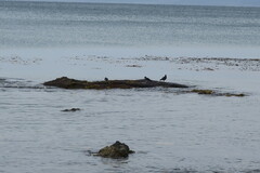 Haematopus leucopodus