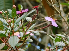 Andesanthus lepidotus