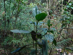 Meriania nobilis