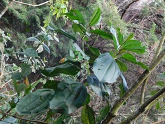 Meriania nobilis