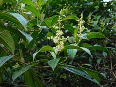 Miconia theizans
