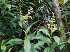 Miconia theizans