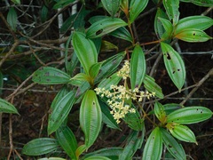 Miconia theizans