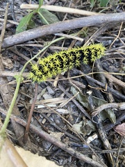 Leucanella viridescens