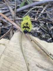 Leucanella viridescens