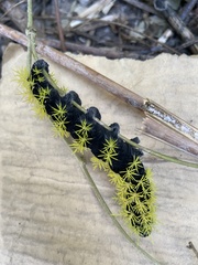 Leucanella viridescens