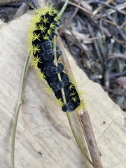 Leucanella viridescens