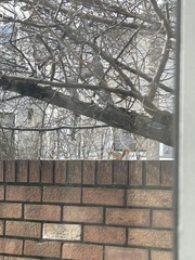 Sciurus niger rufiventer