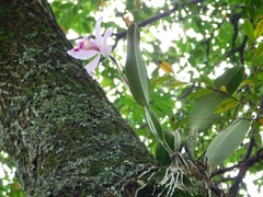 Cattleya trianae