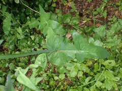 Sonchus oleraceus