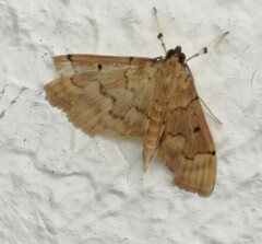 Herpetogramma dorsipunctalis
