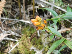Elleanthus aurantiacus