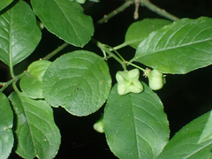 Euonymus europaeus
