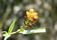 Elleanthus aurantiacus