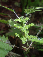 Urtica sykesii