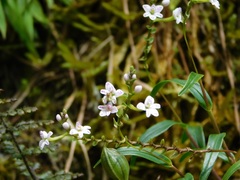 Epidendrum fimbriatum