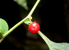 Lycianthes lysimachioides