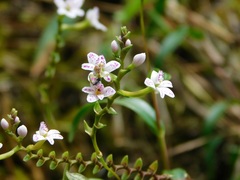 Epidendrum fimbriatum