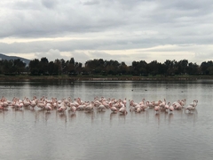Phoenicopterus roseus