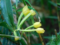 Maxillaria aurea
