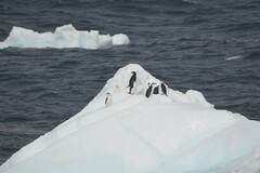 Pygoscelis antarcticus