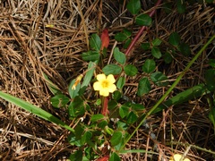 Oxalis mollis
