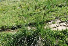Festuca