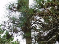 Pinus teocote
