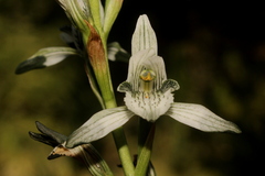 Chloraea volkmannii