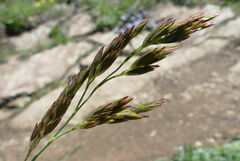 Festuca