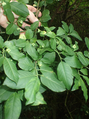 Euonymus europaeus